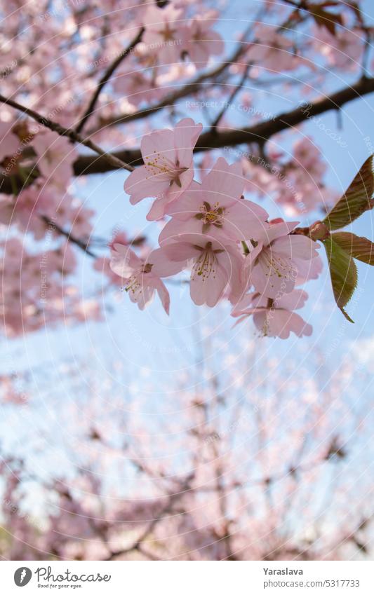 Foto eines Zweigs mit einzelnen Blüten auf blauem Hintergrund Blume Kirschblüten Textfreiraum Blauer Himmel Blütezeit Überstrahlung weiß Baum botanisch Sakura