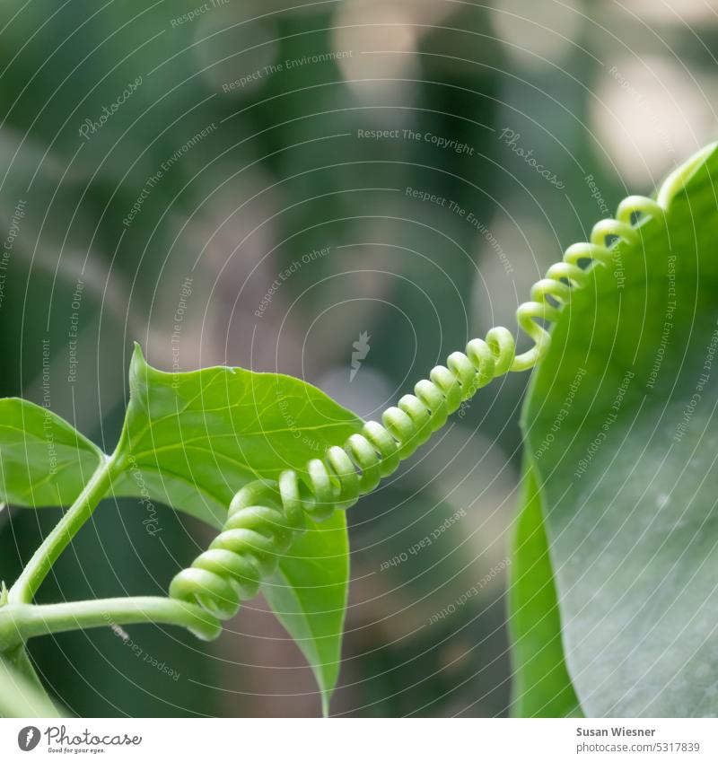 Blatt und Ranke, die sich wie ein Korkenzieher im Uhrzeigersinn wickelt grün Kletterpflanzen Pflanze Korkenzieherranke