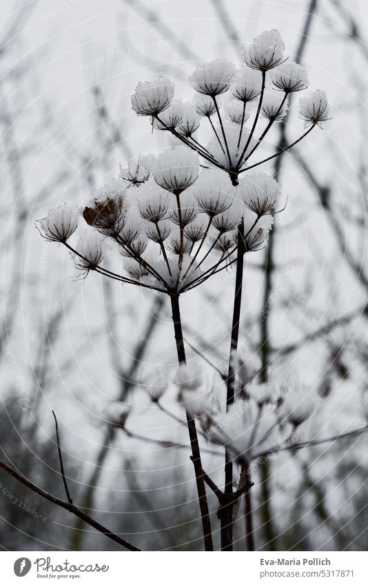 frisch gefallener Schnee auf einer Trockenblume winter schnee kälte trockenblume pflanze schneeflocken winterlich kalt winterzeit frost dunkel pflanzen gesteck