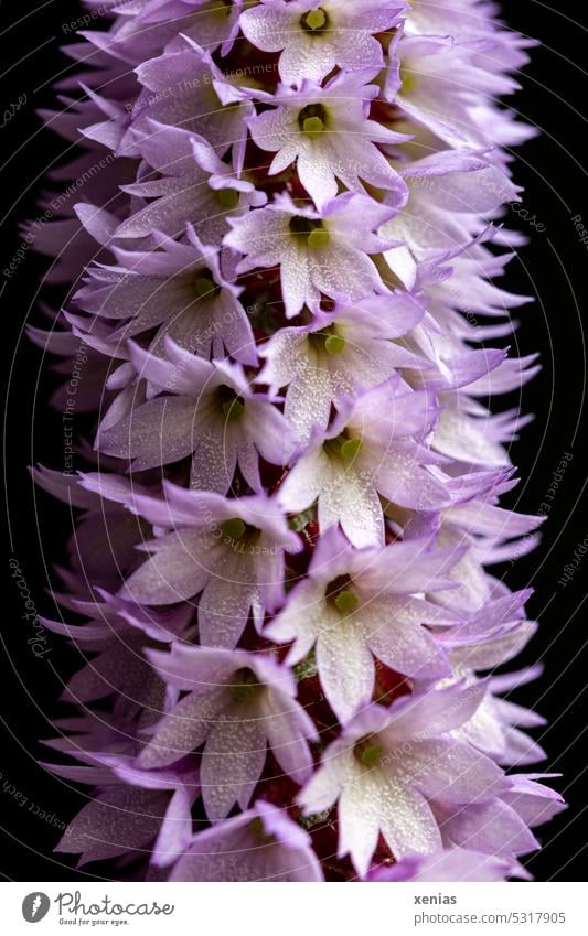 Makroaufnahme: Viele Blüten der Primula vialii in einer Reihe vor schwarzem Hintergrund Pflanze Natur Garten Blühend Nahaufnahme Primel Orchideen-Primel rosa