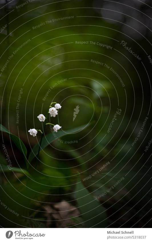 Maiglöckchen (Convallaria majalis) im Wald Frühling grün Blume Pflanze Giftpflanze Heilkunde Symbole & Metaphern symbol Marienblume allein Einsamkeit