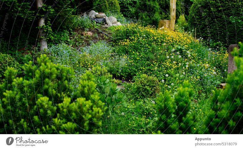 Ein schöner verwilderter Garten (Ein an einem Hang gelegenes Gärtchen ist überwachsen mit blühenden Wildpflanzen wie blauen Vergissmeinnicht, gelbem Hahnenfuß und Pusteblumen)