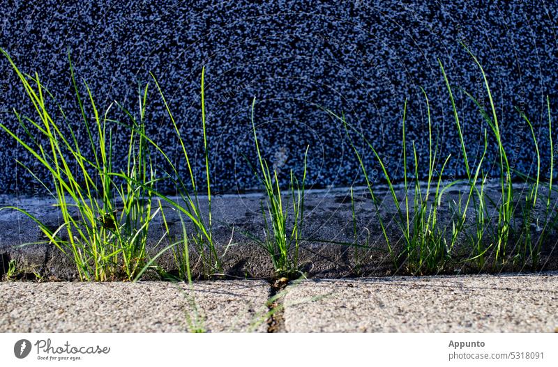 In der Sonne gelbgrün leuchtende Grasbüschel wachsen im Rinnstein am Straßenrand entlang einer blaugrauen Wand Grashalme Licht schwarz gesprenkelt Reihe