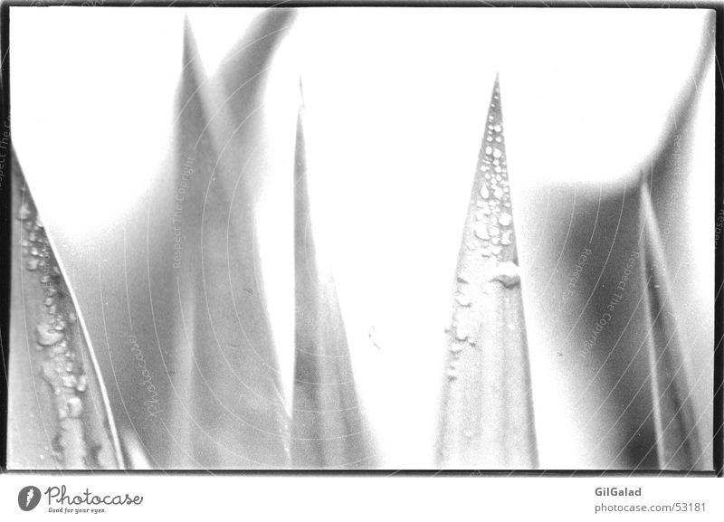Grasspitzen Seil Umwelt Natur Pflanze Wassertropfen Grünpflanze nass selbst entwickelt Schwarzweißfoto Nahaufnahme Makroaufnahme Morgen Morgendämmerung