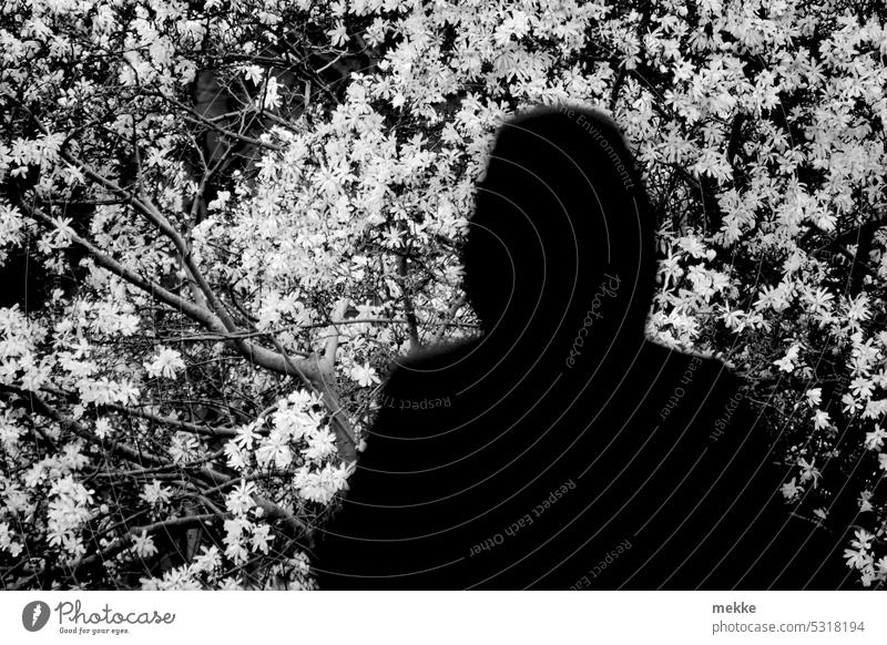 gespenstisches Blütenmeer Frühling blühen erblühen Blütezeit blühend Baum Strauch Tulpenbaum weiß Magnolien Magnolia Zierstrauch Frühlingsgefühl Blütenblätter