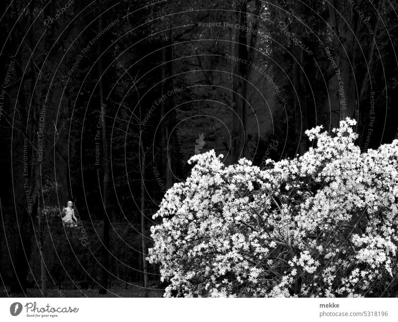 Ein Gespenst im Frühlingswald Blüten Geist Statue Blütenmeer Geister u. Gespenster Garten blühen erblühen Blütezeit blühend Figur Baum Strauch Tulpenbaum weiß