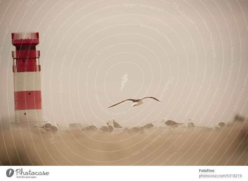 Eine Möwe im Landeanflug auf der Düne von Helgoland. Der Wind treibt den Sand umher. Die anderen Möwen ziehen die Köpfe ein. Es ist schon ein wenig ungemütlich. Der Leuchtturm ragt in rot und weiß aus dem Grau empor.