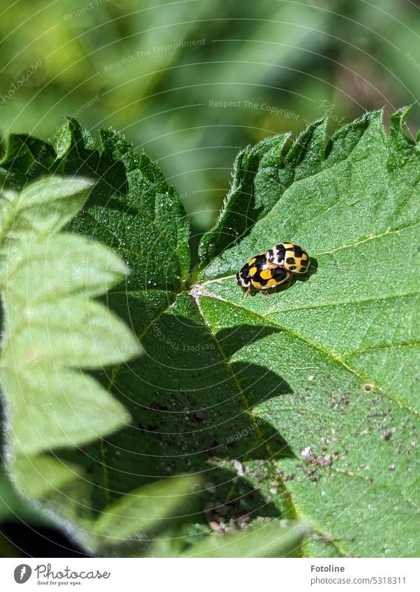 Zwei Marienkäfer sitzen auf einem Blatt und kümmern sich um die Arterhaltung. Sind sie schwarz-gelb oder gelb-schwarz? Käfer Insekt Nahaufnahme Tier grün