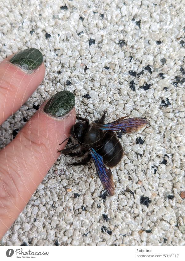 Auf unserem Hof krabbelte eine schwarze Holzbiene umher. Es war ihr zu kalt. Damit niemand auf sie rauf latscht,  reichte ich ihr meine Finger und setzte sie an an einen geschützten Ort.