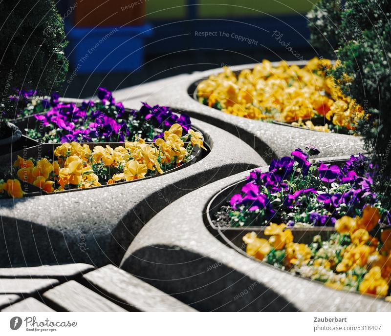 Blumenkübel aus Beton mit Stiefmütterchen in gelb und lila bilden Linienmuster in der Sonne Muster Schatten sonnig städtisch urban Blumenschmuck Stadt