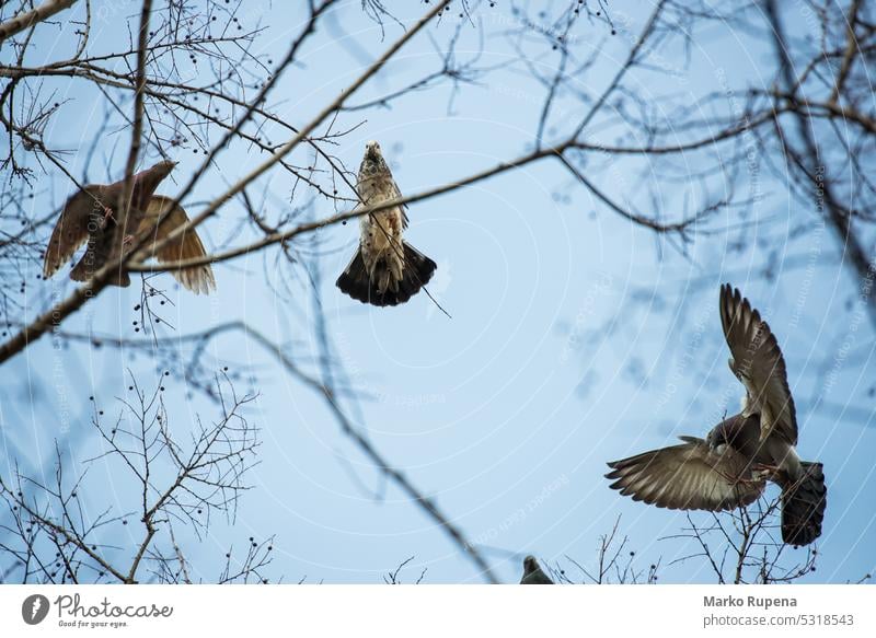 Drei Tauben aus niedrigem Winkel durch Äste auf einem Baum gesehen Tiere Vögel Vogel Feder im Freien Natur Fliege fliegen Bäume Niederlassungen Flügel