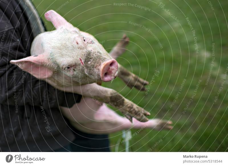 Kleines Schwein für die Schlachtung vorbereitet Schweinchen Schweinefleisch Bauernhof Landwirt Fleisch Viehbestand Industrie Nase Tier rosa Ackerbau ländlich
