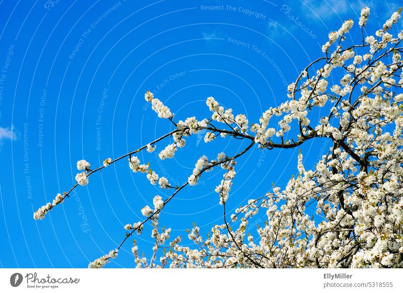 Blauer Himmel mit weißen Kirschblüten blauer Himmel Frühling Blüte Natur Blühend Baum Kirschbaum Frühlingsgefühle Duft Farbfoto Schönes Wetter Pflanze schön