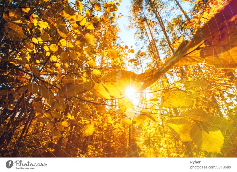 Fröhliche Herbstsaison. Rich und Sättigung Farben. Helle Herbst Wald während schönen Sonnenuntergang Abend. Sun Sunlight Through Woods And Trees In Autumn Forest Landscape. Sunbeams Herbst Wald