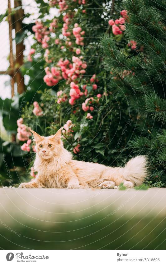 Playful Curious Funny Cute Maine Coon Cat With Bright Light-red Cream Solid Fur Color Lies On Walkway On Flower Background. Haustiere auf Spaziergang. Erstaunlich Haustiere Haustier Waschbär Katze, Maine Katze, Maine Shag