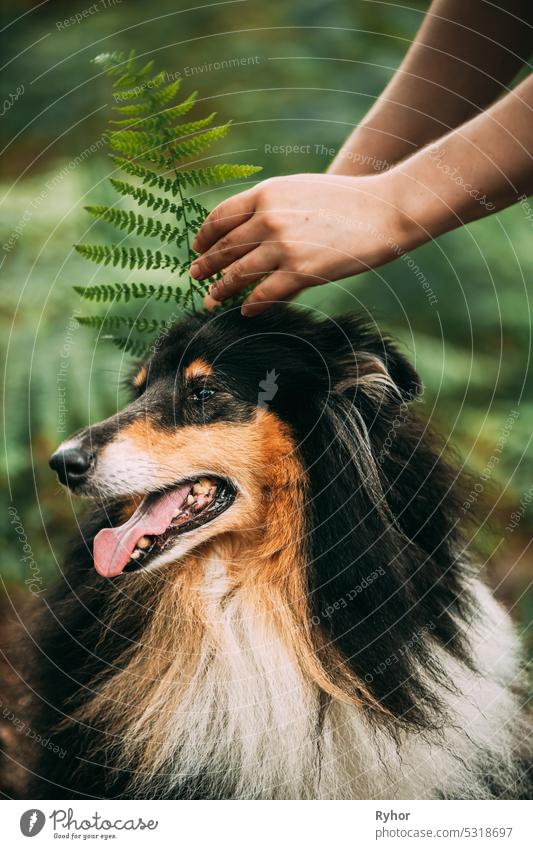 Amazing Playful Tricolour Collie, Funny Scottish Collie, Long-haired Collie, English Collie, Lassie Dog Outdoors In Summer Day In A Coniferous Pine Forest Background. Porträt. Cute Beautiful Collie Posing In Fern Thicket. Black-and-tan und weißes Fell Farbe