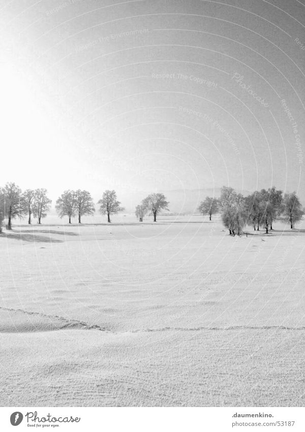 Kreis der Bäume Baum Wald kalt Winter Mensch weiß schwarz Jahreszeiten ruhig Bündnis Symbole & Metaphern Licht Himmel Ast Schnee Sonne Fantasygeschichte hell