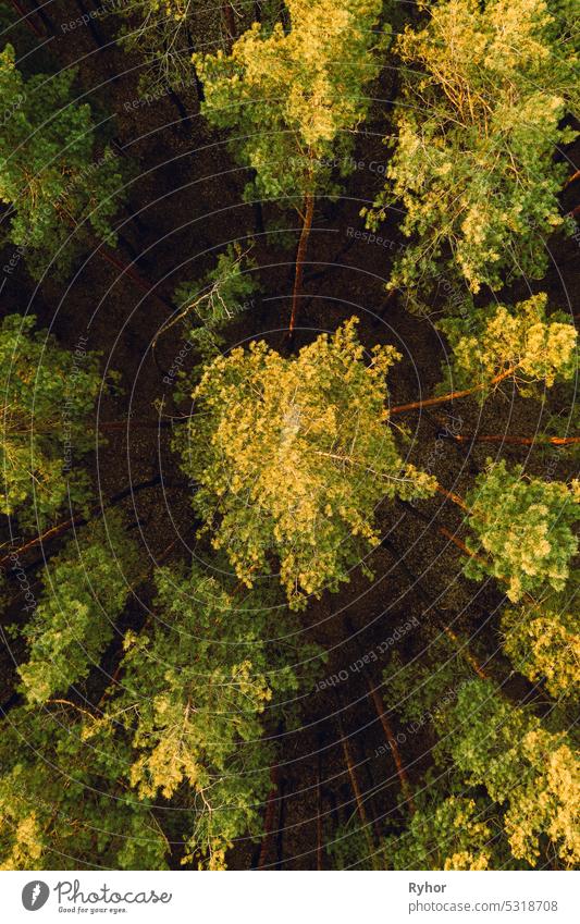 Waldlandschaft bei Sonnenuntergang im Herbst Abend. Aerial View Of Pine Forest. Elevated View Of Woods. Flug über Herbst Herbst Wald während der schönen Sonnenuntergang Abend