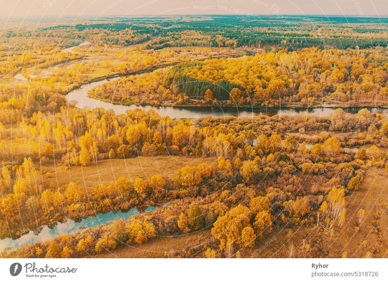 Luftaufnahme gelben Wald und Flusslandschaft in sonnigen Herbsttag. Top-Ansicht der schönen europäischen Natur aus hoher Haltung im Herbst Saison. Drone Ansicht. Ansicht aus der Vogelperspektive