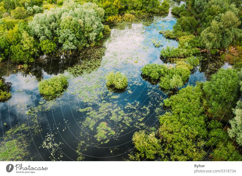 Luftaufnahme von grünem Wald und Fluss-Sumpf-Landschaft im Sommer. Blick von oben auf die europäische Natur aus hoher Position im Sommer. Blick aus der Vogelperspektive. Weißrussland