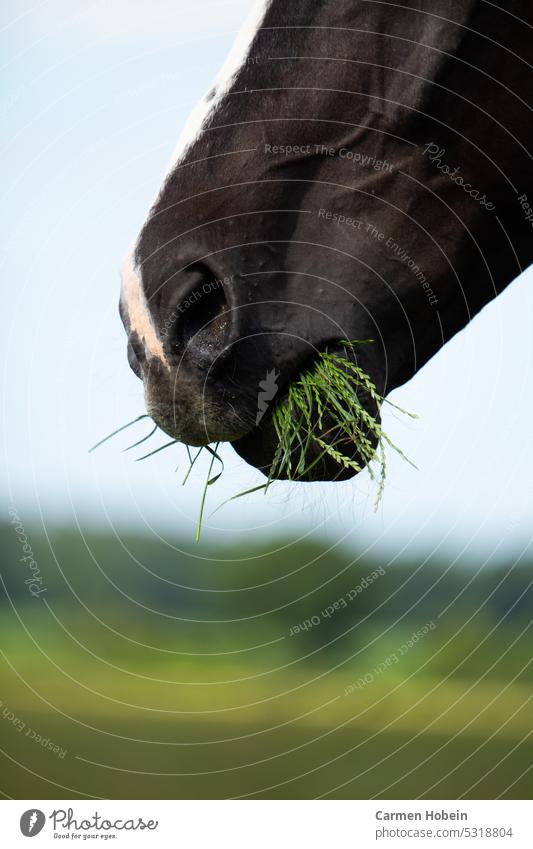 Teil eines Pferdekopfes mit Gras im Maul im Hintergrund eine unscharfe grüne Wiese Pferdenase Blesse Pferdemaul Säugetier Natur Nahaufnahme Unschärfe