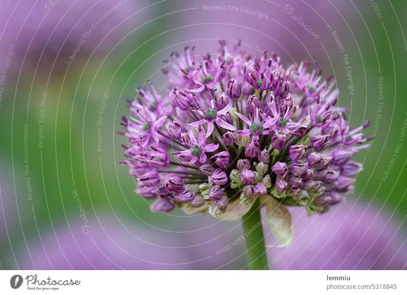 Allium Ambassador im Frühling Zierlauch ambassador Garten Blüte Blume Pflanze Blühend Natur violett Farbfoto schön grün Schwache Tiefenschärfe Menschenleer