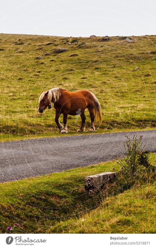 Pferde auf der Weide in den französischen Pyrenäen Natur Frankreich Säugetier Wiese Landschaft Tier Schönheit Gras Weidenutzung grün Borte Reiterin Asphalt wild