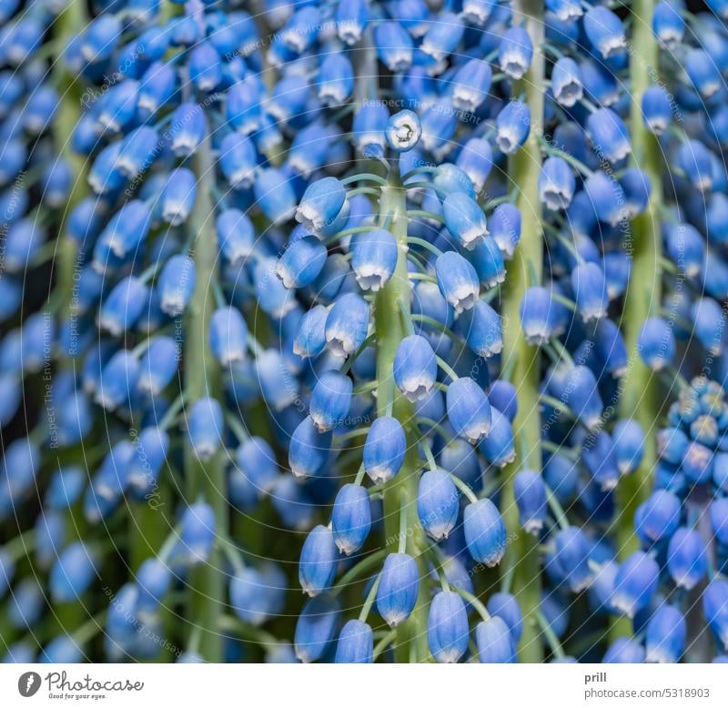 Traubenhyazinthenblüte Blume Blüte blau Detailaufnahme Nahaufnahme Makro voller Rahmen Stengel Pflanze Botanik Flora Frühlingszeit kugelrund Blütezeit blühend