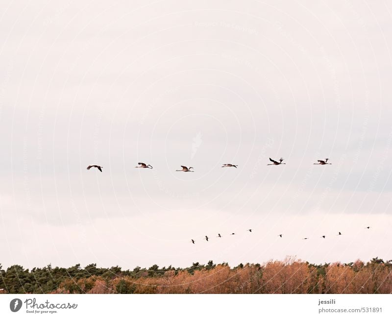 Arrays Natur Landschaft Himmel Sommer Herbst Baum Vogel Schwarm Tierfamilie Bewegung fliegen einfach Zusammensein Unendlichkeit Geschwindigkeit Abenteuer Beginn