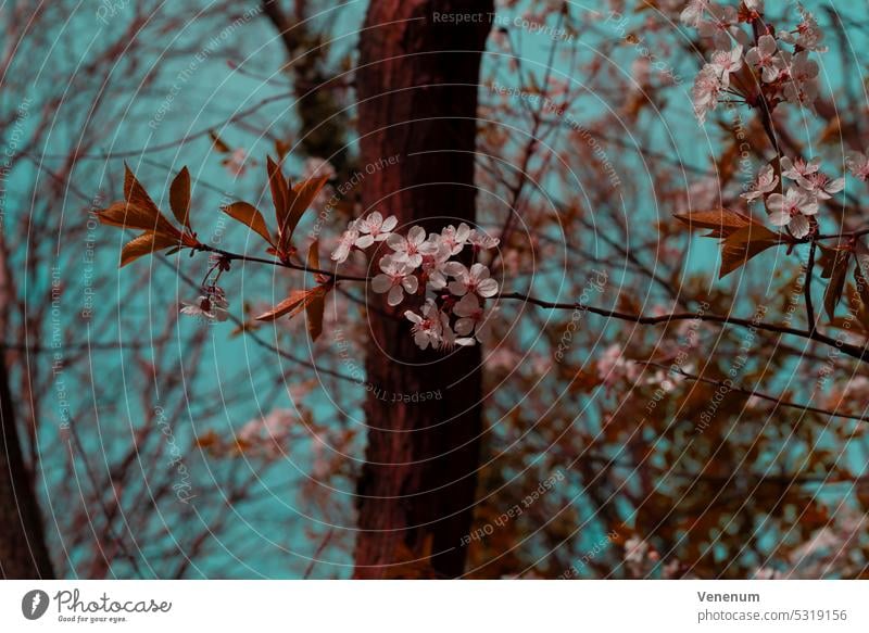 Blühender Baum im Frühling, schöne Pastellfarben Bäume Wald Wälder Blatt Blätter Ast Niederlassungen Natur Deutschland Fotografie Tierwelt Natur-Foto