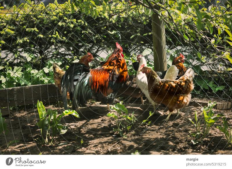 Hahn im „Korb"! 4 Hühner, ein Hahn Zaun Landwirtschaft Geflügel Federvieh Bauernhof hühnerhof Erde Freilandhaltung eierlegen Sonnenlicht Schatten Nutztier