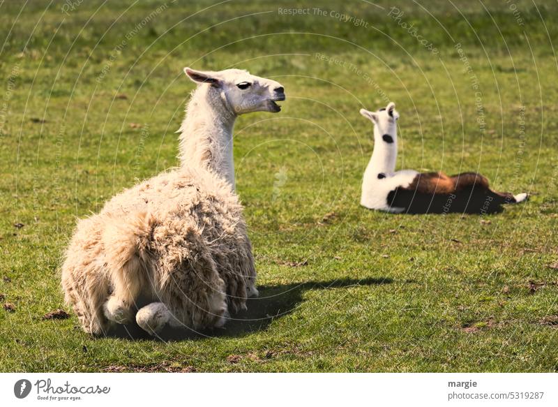 Alpakas Tier Tierporträt Wildtier Nutztier Weide Wiese liegen Natur Menschenleer Idylle sitzen Haustier Gras lamas Schatten Sonnenlicht Außenaufnahme Farbfoto