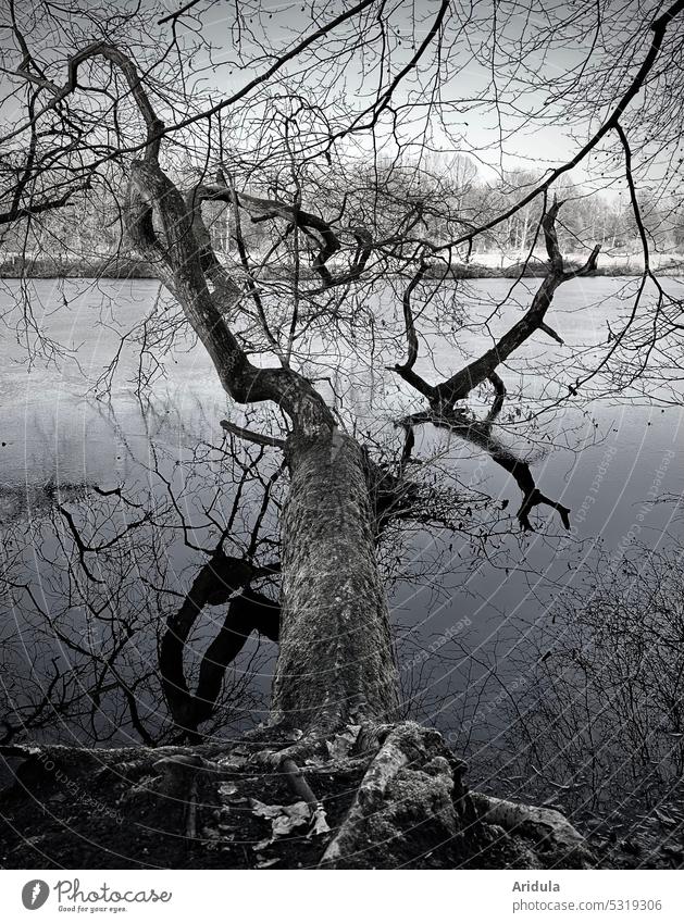 Erinnerung an den Winter Baum See Wurzeln Natur Landschaft Außenaufnahme Holz Wasser ruhig Seeufer Reflexion & Spiegelung Wasserspiegelung Idylle