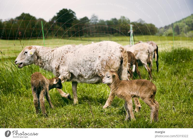 Schafe mit 2 kleinen Lämmchen Wiese Tier Wolle Gras Nutztier Tiergruppe Lamm Außenaufnahme Tierportrait Landwirtschaft Tierhaltung Weide Pflanze Schafherde