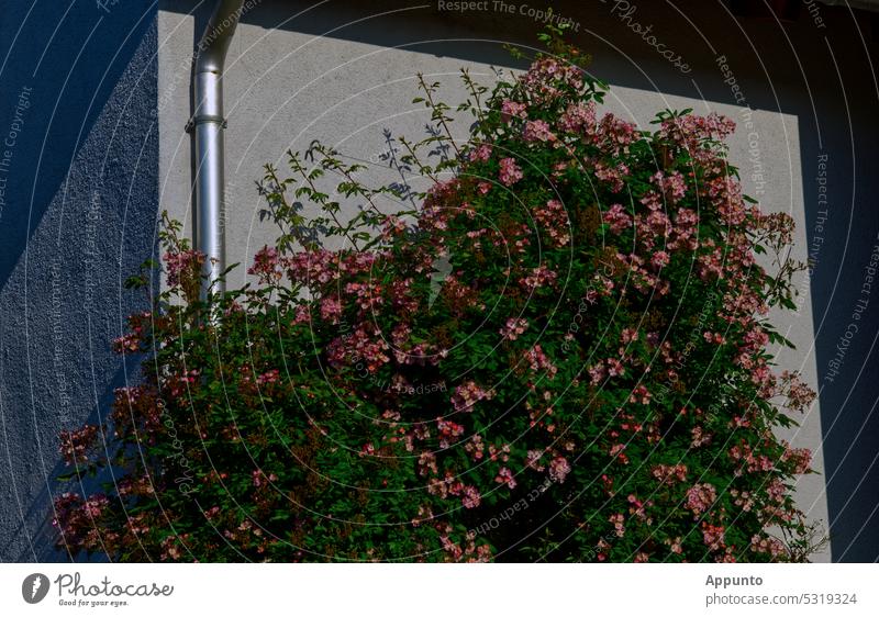Eine üppig wachsende, rosa blühende Kletterrose wächst an einer sonnenbeschienenen weißen Hausfassade empor Rosa rosarot Rose Rosenbusch Hauswand sonnig Sonne