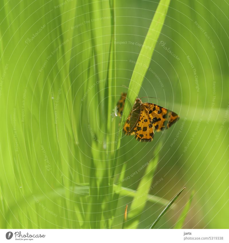 Kleiner schöner Schmetterling im hohen grünen Gras II klein unscheinbar gelb orange Sommer Natur Pflanze Blume Tier Farbfoto Tag Außenaufnahme Nahaufnahme