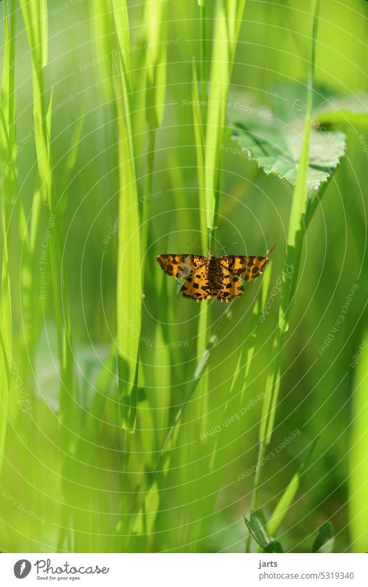 Kleiner schöner Schmetterling im hohen grünen Gras klein unscheinbar gelb orange Sommer Natur Pflanze Blume Tier Farbfoto Tag Außenaufnahme Nahaufnahme Flügel