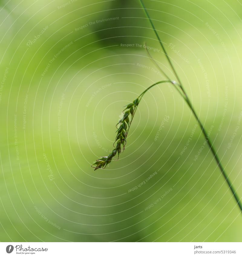 Ein einsamer Grashalm Einsam allein Natur grün Pflanze Menschenleer natürlich Detailaufnahme Makroaufnahme Außenaufnahme Nahaufnahme Farbfoto Umwelt