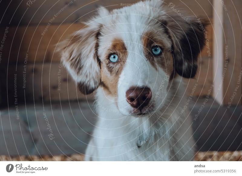 Tierporträt eines Australian Shepherd Welpen Junghund Hund Blaue Augen Red merle Haustier Farbfoto Rassehund blau Blick Neugier niedlich beobachten Hundeblick