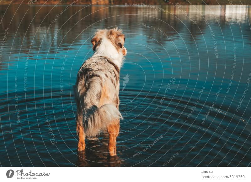 Hund schaut aufs Wasser hinaus Australian Shepherd Rassehund Haustier im Wasser Haushund Hütehund von hinten red merle Tier niedlich Farbfoto Außenaufnahme blau