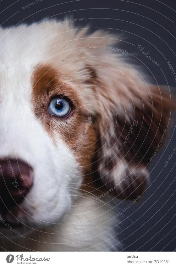 Tierporträt eines Australian Shepherd Welpen Junghund Hund Blaue Augen Red merle Haustier Farbfoto Rassehund blau Blick Neugier niedlich TIerliebe beobachten