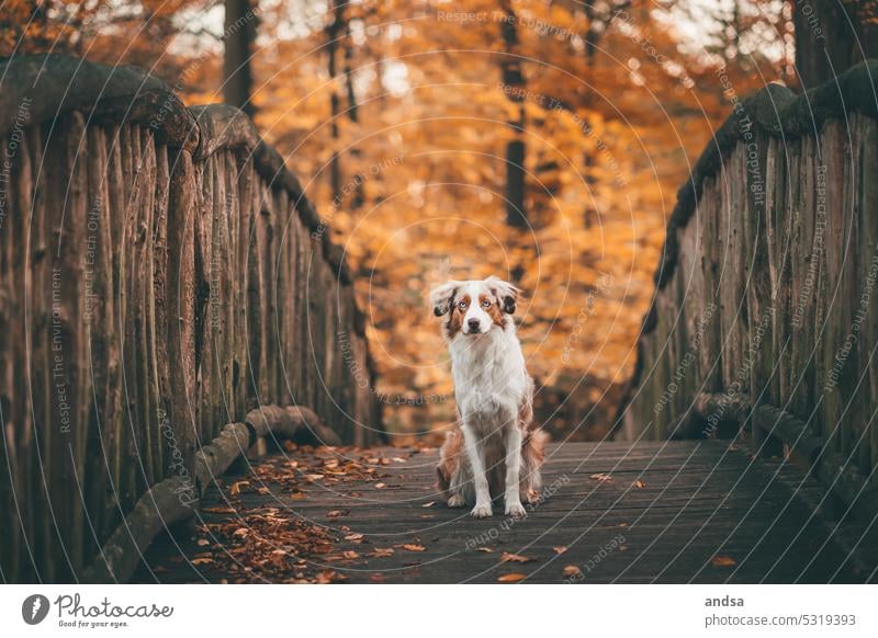 Tierporträt eines Australian Shepherds im Herbst Hund Holzbrücke Brücke Blaue Augen Red merle Haustier Außenaufnahme Farbfoto Rassehund blau Blick Neugier
