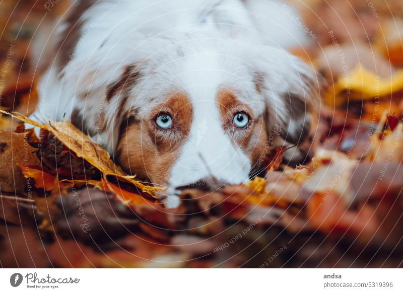 Tierporträt eines Australian Shepherds im Herbst Hund Blaue Augen Red merle Haustier Außenaufnahme Farbfoto Rassehund blau Blick Neugier niedlich TIerliebe