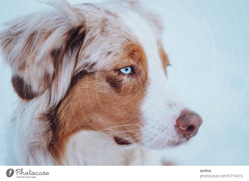 Tierporträt eines Australian Shepherds Hund Winter Schnee Blaue Augen Red merle Haustier Außenaufnahme Farbfoto Rassehund blau Blick Neugier niedlich TIerliebe