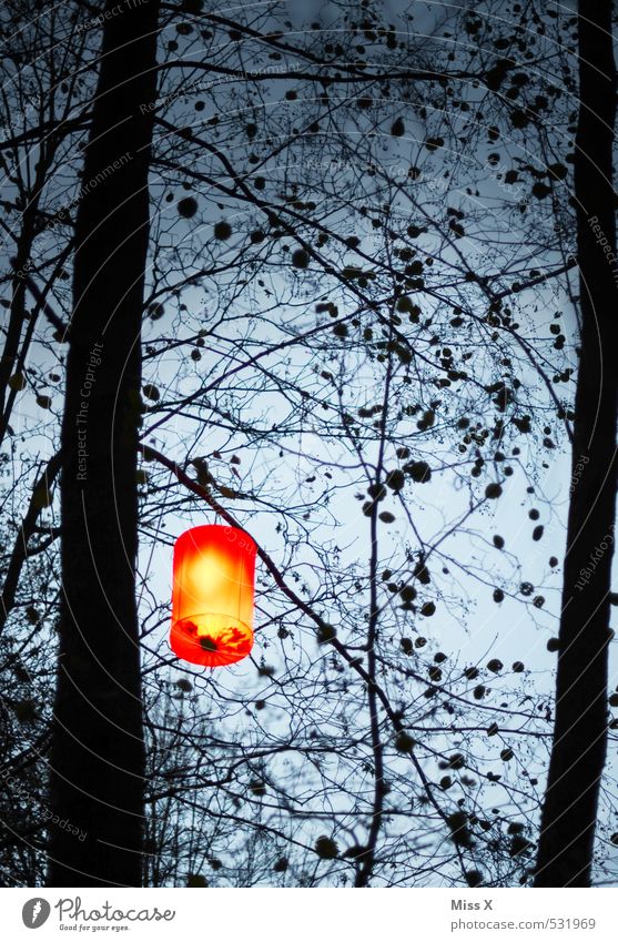 Laterne Garten Feste & Feiern Halloween Himmel Nachthimmel Baum leuchten dunkel hell Lampion Gartenfest Silhouette Farbfoto Außenaufnahme Muster Menschenleer