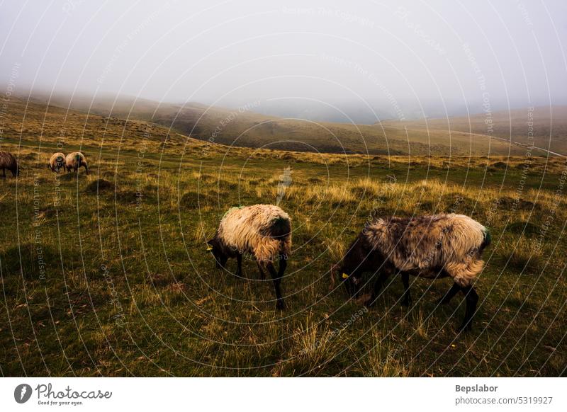 Ziegen auf dem Jakobsweg Hausziege Schaf Tier Natur Nebel Weide Gras Weidenutzung Landwirtschaft neblig Schwarm Herde Morgen ländlich weiß Feld Schafherde