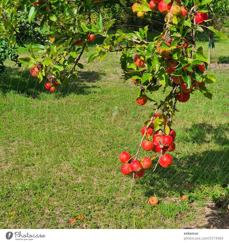 Äpfel an einem Apfelbaum Garten wiese niemand grün rot menschenleer üppig Herbst Ernte Erntedank Überfluss Frucht Baum Natur Außenaufnahme Farbfoto lecker