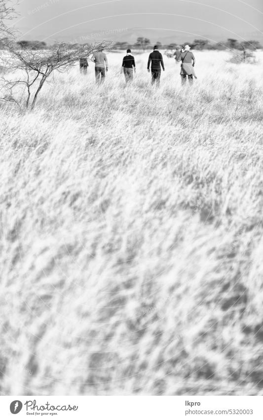 im Nationalpark Touristen auf der Suche nach wilden Tieren Park Afrika national Tierwelt Savanne Buchse laufen reisen Natur Gras Safari Erhaltung Süden Botswana