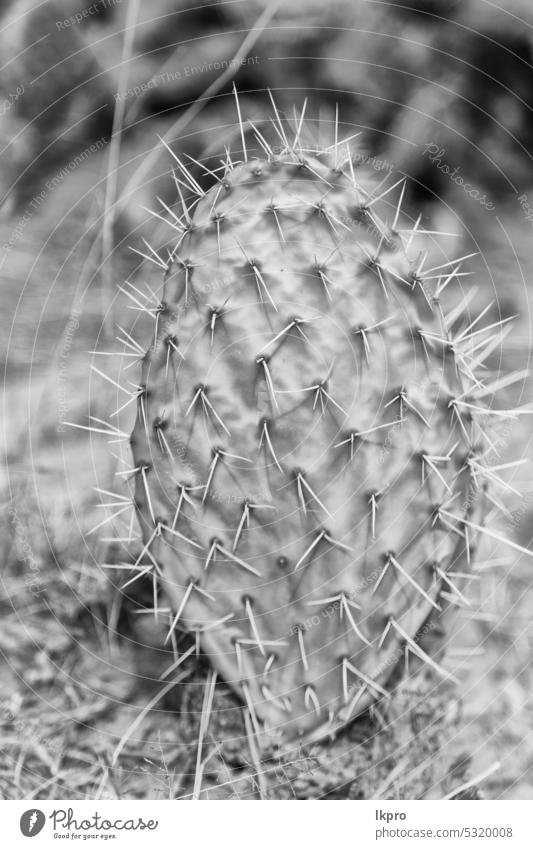 in den Himmel wie Hintergrund abstrakte Kaktus Pflanze Natur grün wüst Makro Sukkulente Textur Muster Stachel Botanik Nahaufnahme Blume Sommer natürlich Garten