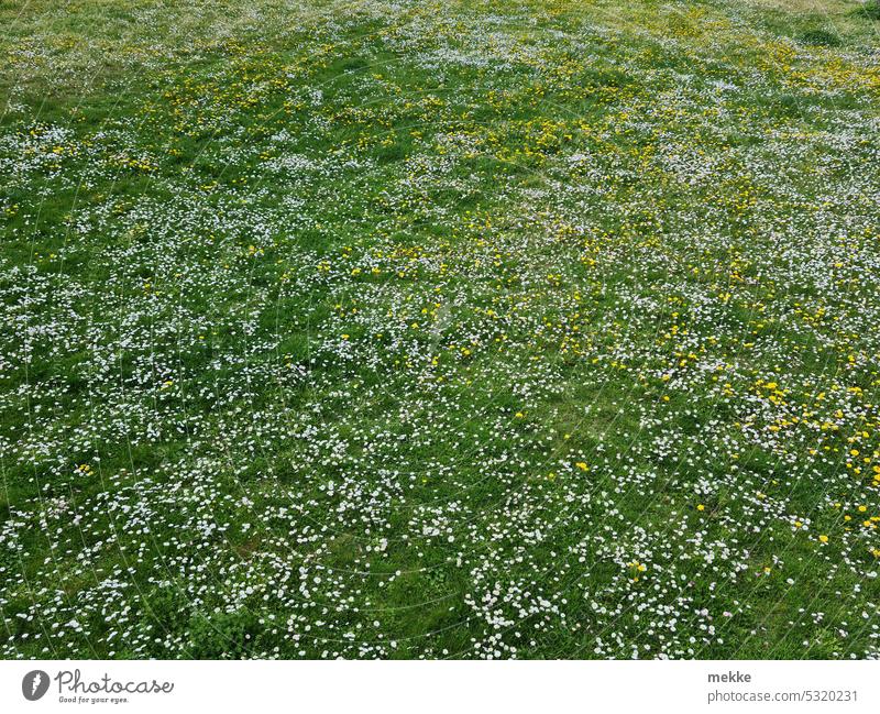 Nadel im Heuhaufen | Ein Paradies für Maja und Willi Wiese Blumenwiese Gänseblümchen Frühling Gras Blüte grün Garten Blühend weiß Sommer Natur Frühlingsgefühle